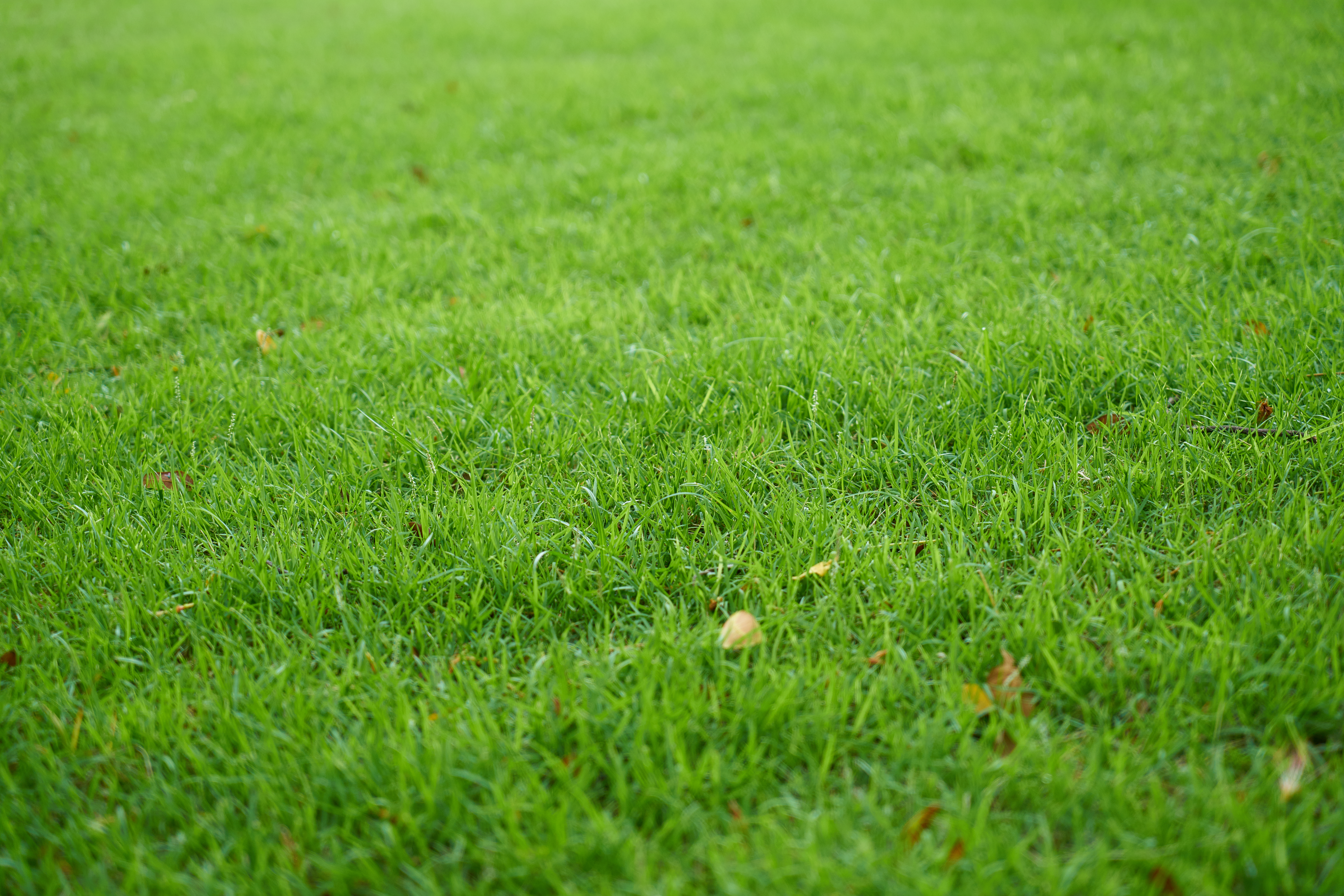 Lawn Renovation Program