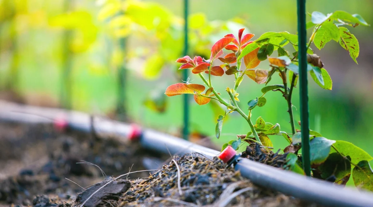 Smart Irrigation & Watering