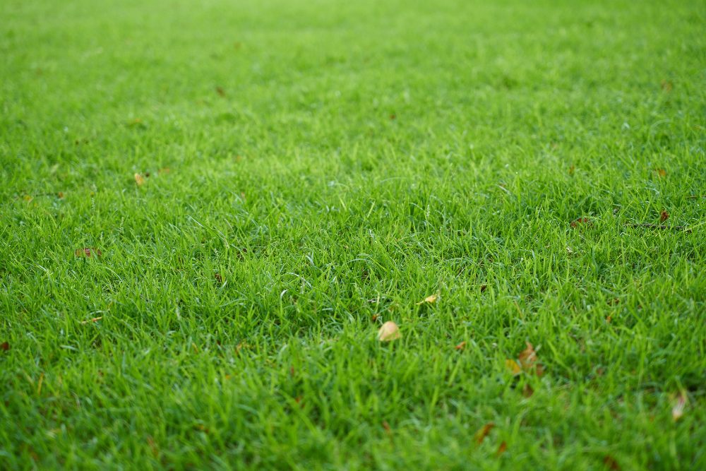 Lawn Renovation Program